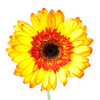 Gerbera flower