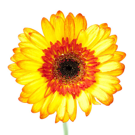 Gerbera flower